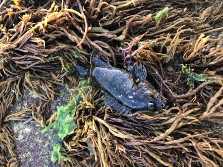 わかめが邪魔で