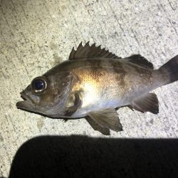 今期初アジング