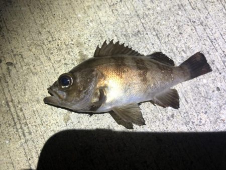 今期初アジング