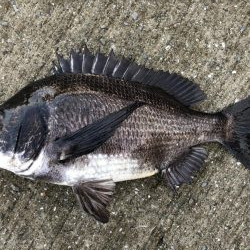 イチノ兄弟、釣果！