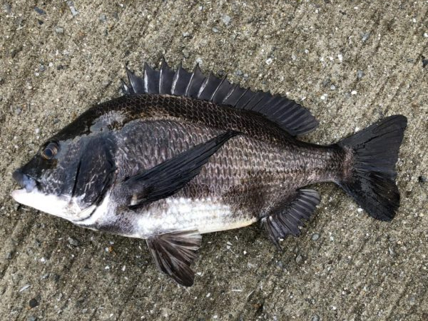 イチノ兄弟、釣果！