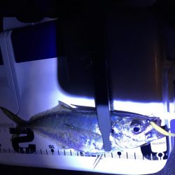 シグ単Df~アジング！ん？ちっこいの？