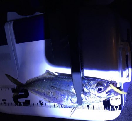 シグ単Df~アジング！ん？ちっこいの？