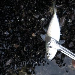 アジング　自己記録更新