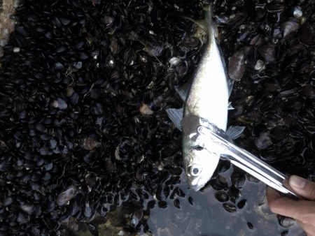 アジング　自己記録更新