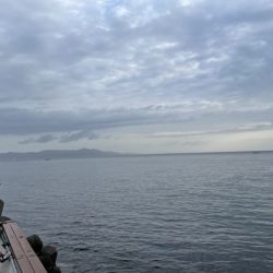 エビ撒きでシーバスとメバル