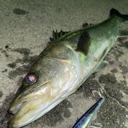 久々シーバス釣り