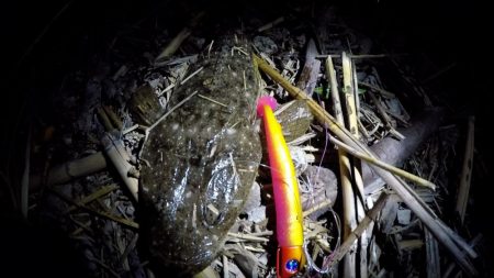 甲突川でマゴチが釣れました。