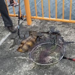 春イカが釣れました