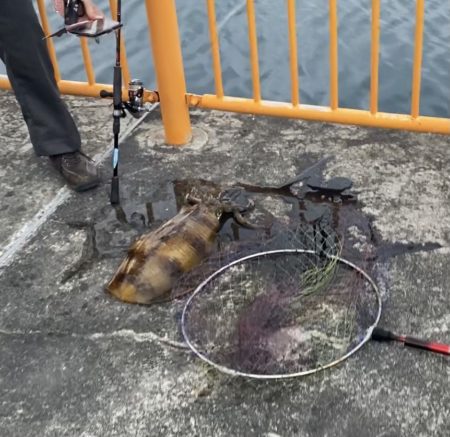 春イカが釣れました