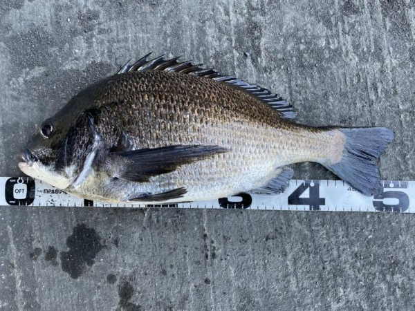 イチノ兄弟、釣果！