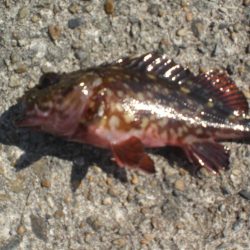 今年は、アイナメがいない