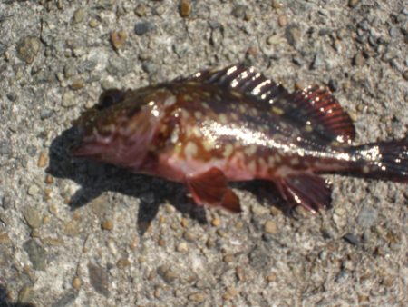 今年は、アイナメがいない