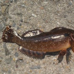 アイナメおったど