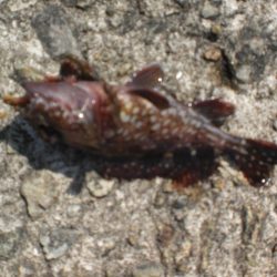 今日もベランダへ