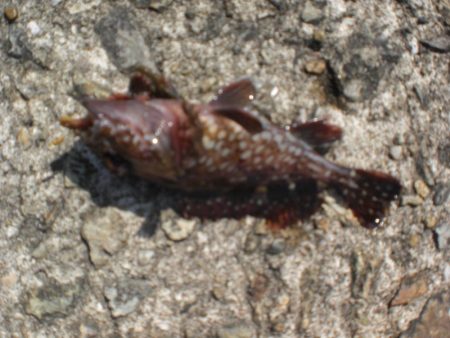 今日もベランダへ