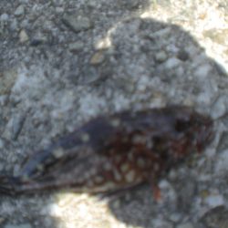 黄金いろのアイナメ