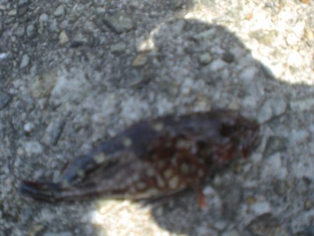 黄金いろのアイナメ