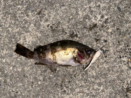 久しぶりのフィッシング