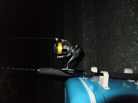 今年初シーバス