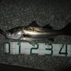 今日も何とかシーバスゲット