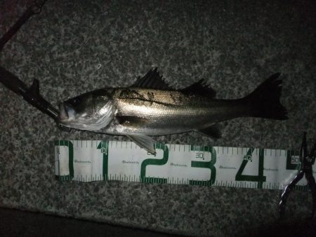 今日も何とかシーバスゲット