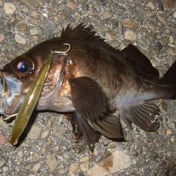 小潮でもメバルプラッギング