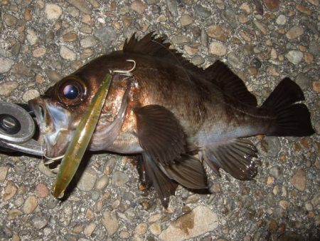 小潮でもメバルプラッギング