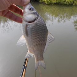 紀ノ川　某ワンド　真ブナ釣り