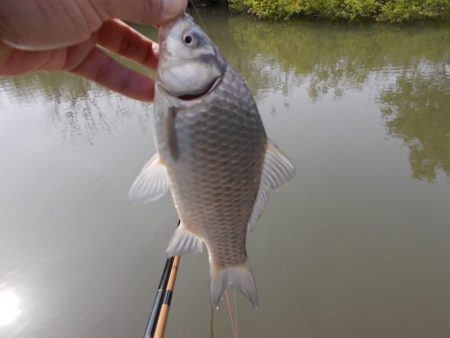 紀ノ川　某ワンド　真ブナ釣り