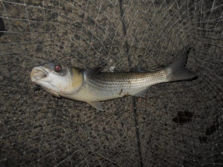 リアクションバイト？。