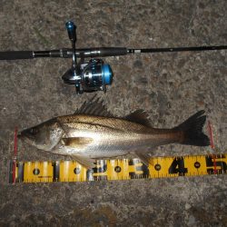 やっぱりRB88が効く？。