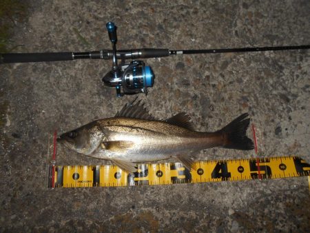 やっぱりRB88が効く？。