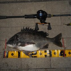 岸壁ノックでヒット③。