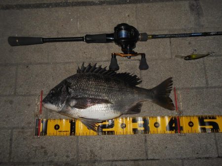 岸壁ノックでヒット③。