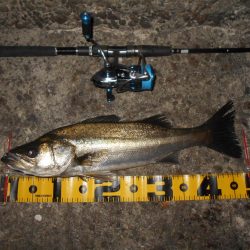 入れ食いは一瞬…