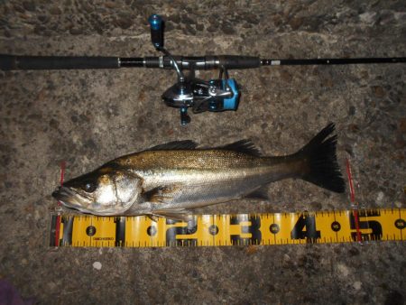 入れ食いは一瞬…