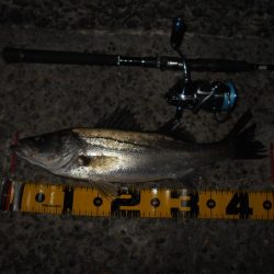 アミパターンの可能性有り