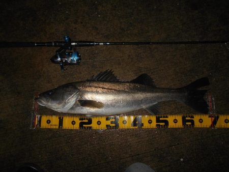 時合いはたったの30分…