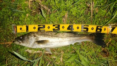 しごおわシーバス