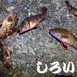 ズズキ・鯛・アコウ・ヒラメ