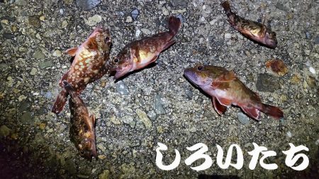 チヌ狙いに行ったんです。