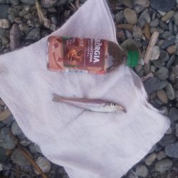 鯉川でのキス釣り