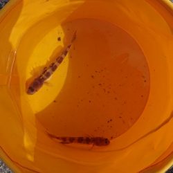 遠投すれば魚が釣れますよ。