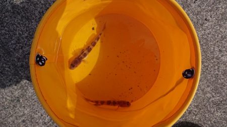 遠投すれば魚が釣れますよ。