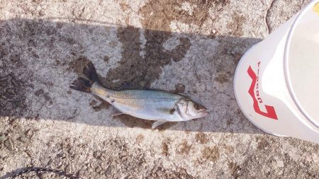 夢フィッシング