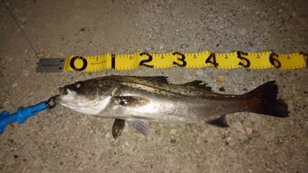 シーバスレバーリール鱗付け