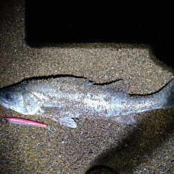 サーフで短時間勝負