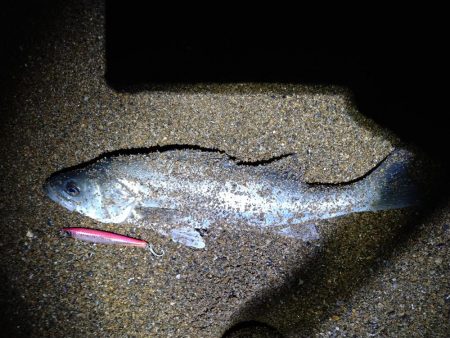 サーフで短時間勝負