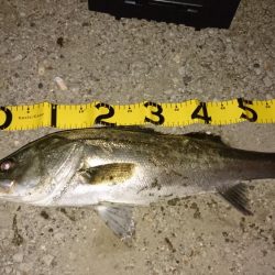 レバーブレーキ シーバス2匹目ゲット